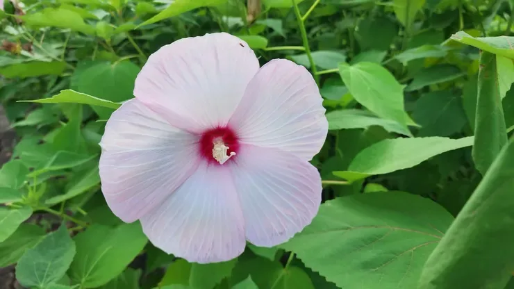한병도•강득구•황명선 잡으러 서울 영등포경찰서 가는 중...
