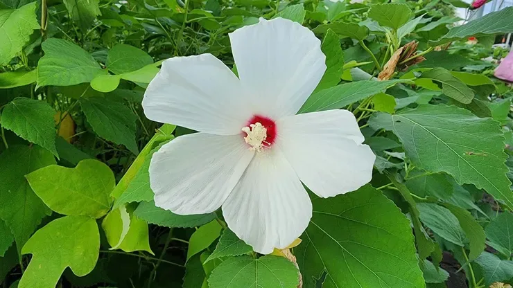 한병도•강득구•황명선 잡으러 서울 영등포경찰서 가는 중...