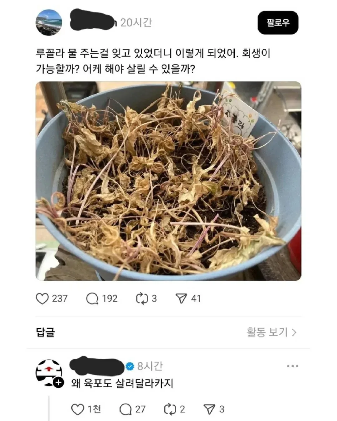 물 주는걸 잊은 루꼴라 어떻게 살리지?