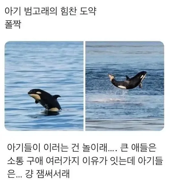 아기 범고래가 도약하는 이유