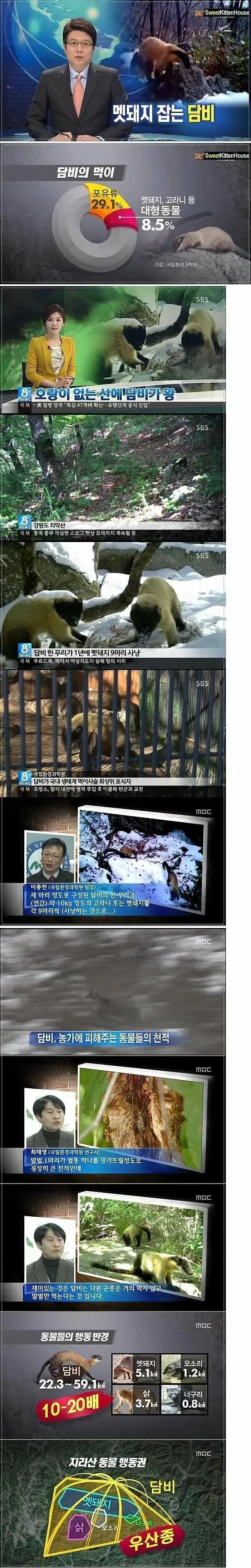 산에 호랑이가 없으면 생기는 일