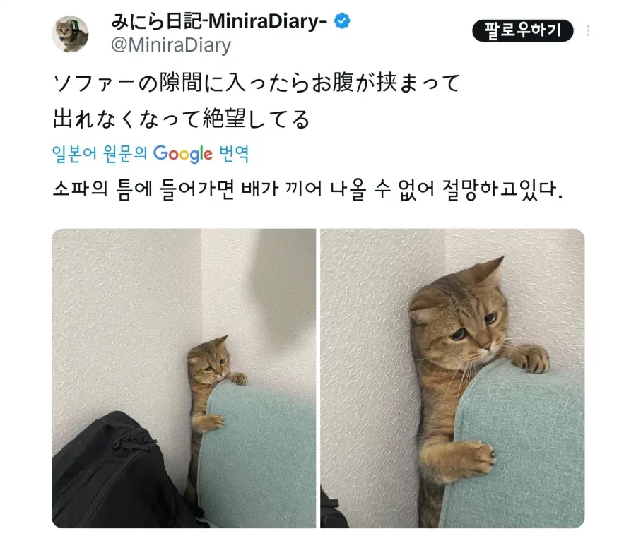 배나온 고양이의 절망.jpg