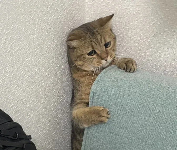 배나온 고양이의 절망.jpg