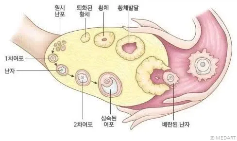 여자들 생리도 아닌 배란일에 배가 아픈 이유.jpg