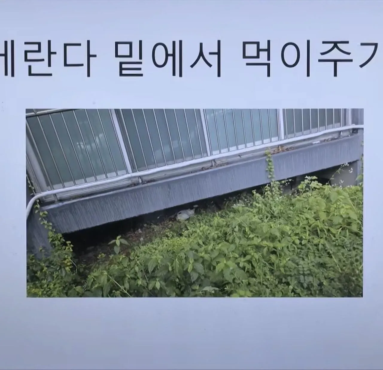 "고양이 밥 주면 10만 원"에 고소까지 끝장 갈등