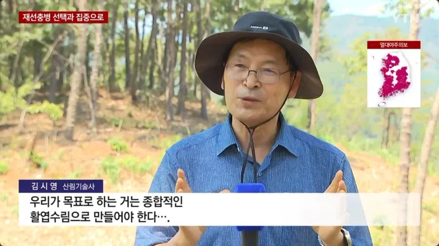 우리나라에 엄청나게 많은 소나무숲 근황