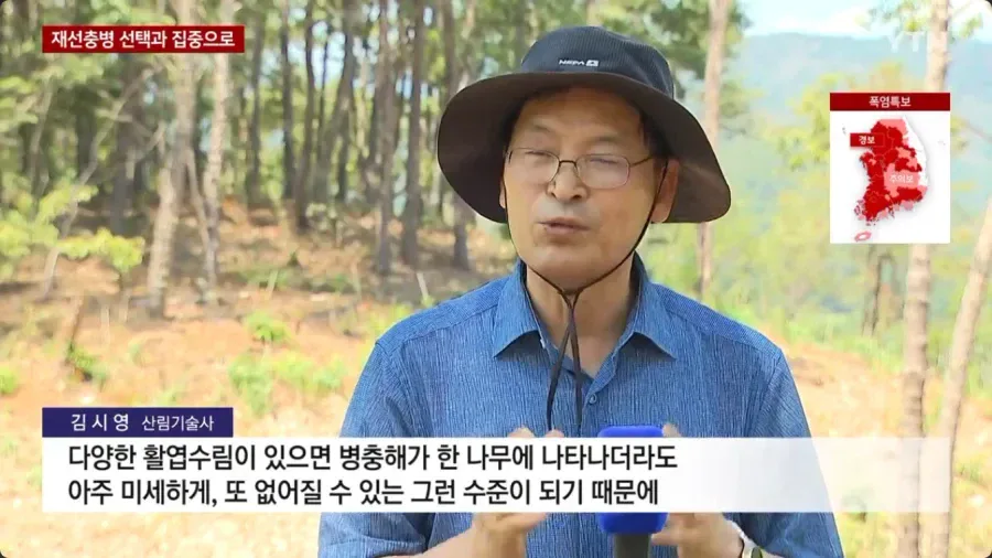 우리나라에 엄청나게 많은 소나무숲 근황