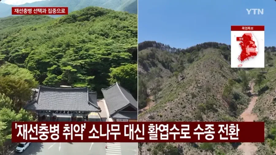 우리나라에 엄청나게 많은 소나무숲 근황