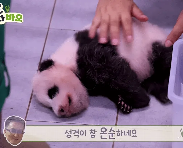 늘 배부른 상태라 얌전한것 같다는 막내바오🐼🍼