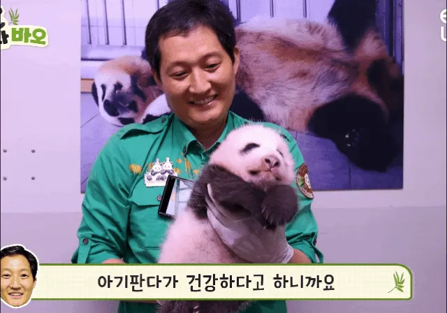 늘 배부른 상태라 얌전한것 같다는 막내바오🐼🍼