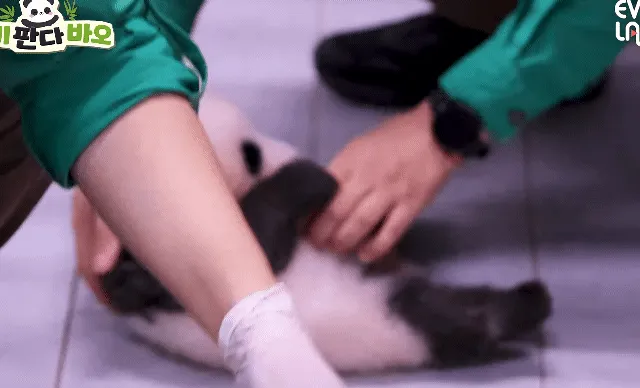 늘 배부른 상태라 얌전한것 같다는 막내바오🐼🍼