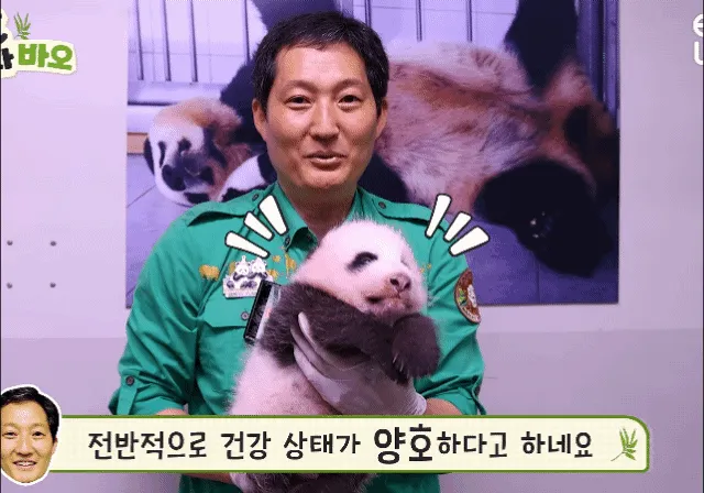 늘 배부른 상태라 얌전한것 같다는 막내바오🐼🍼