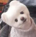 일본의 한식 배달음식 가격.jpg