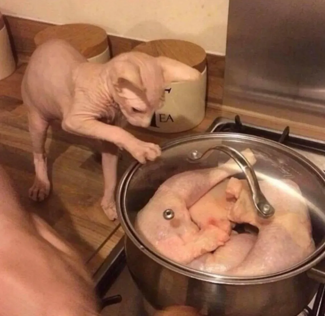 image.png 털 없는 고양이들 끼리 싸우면 나는 소리.mp4