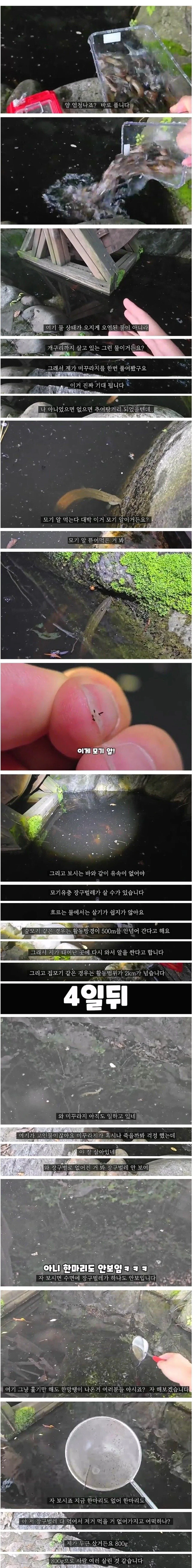 모기 수천만 마리가 태어나는 서식지에 미꾸라지 풀어보았습니다