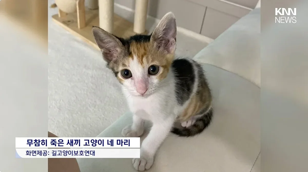 "우울증 때문에..." 새끼고양이 잇따라 죽여, 경찰조사 중에도 입양시도