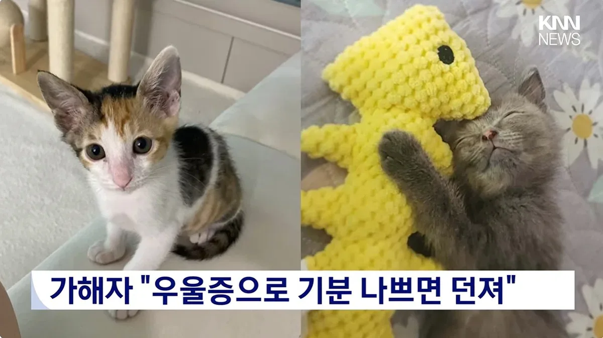 "우울증 때문에..." 새끼고양이 잇따라 죽여, 경찰조사 중에도 입양시도