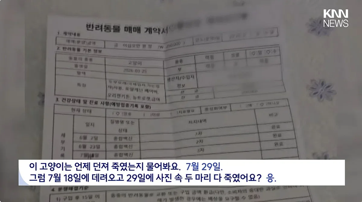 "우울증 때문에..." 새끼고양이 잇따라 죽여, 경찰조사 중에도 입양시도
