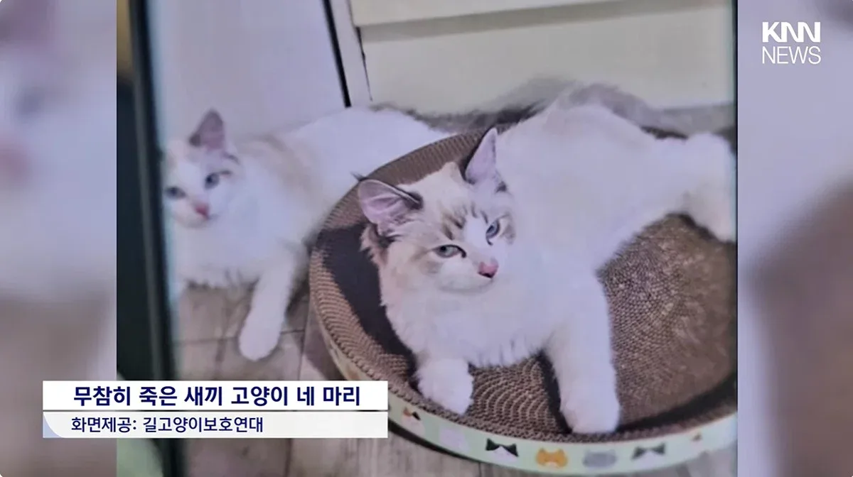 "우울증 때문에..." 새끼고양이 잇따라 죽여, 경찰조사 중에도 입양시도