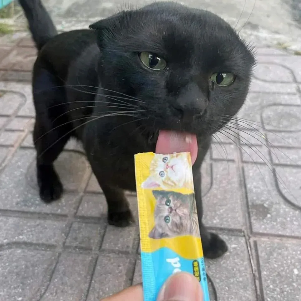 싸가지 없는 고양이 함락시키기.jpg