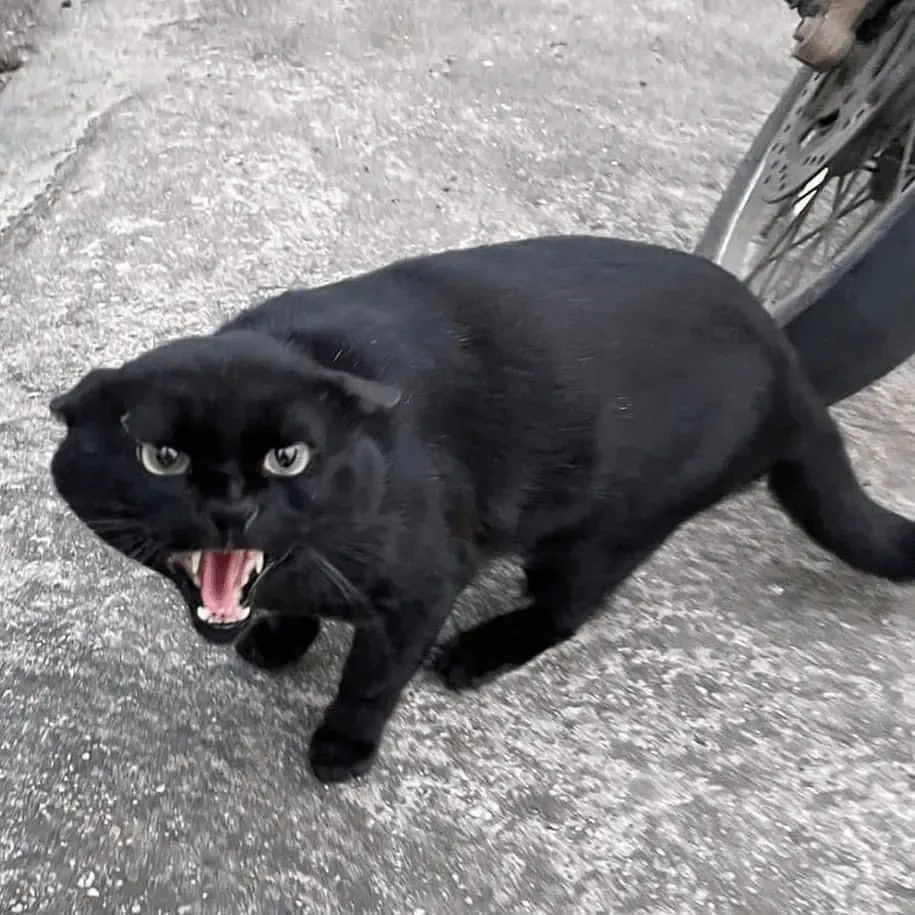 싸가지 없는 고양이 함락시키기.jpg