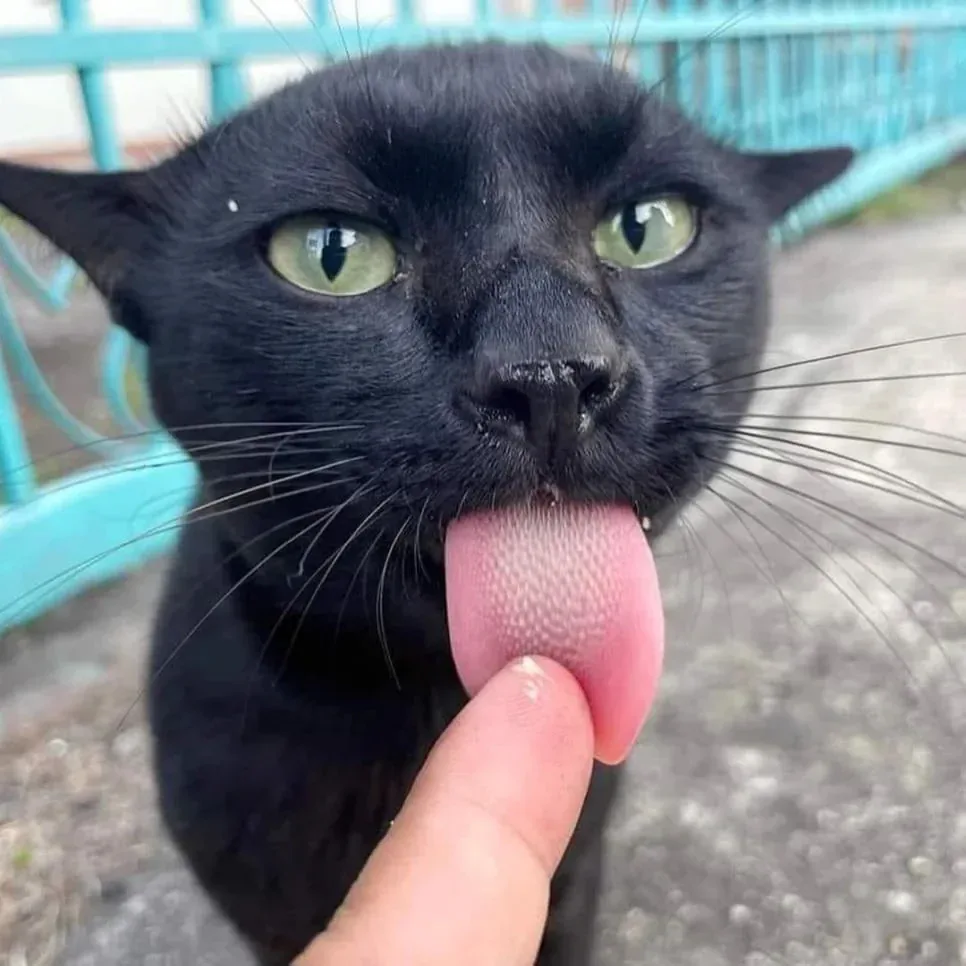 싸가지 없는 고양이 함락시키기.jpg