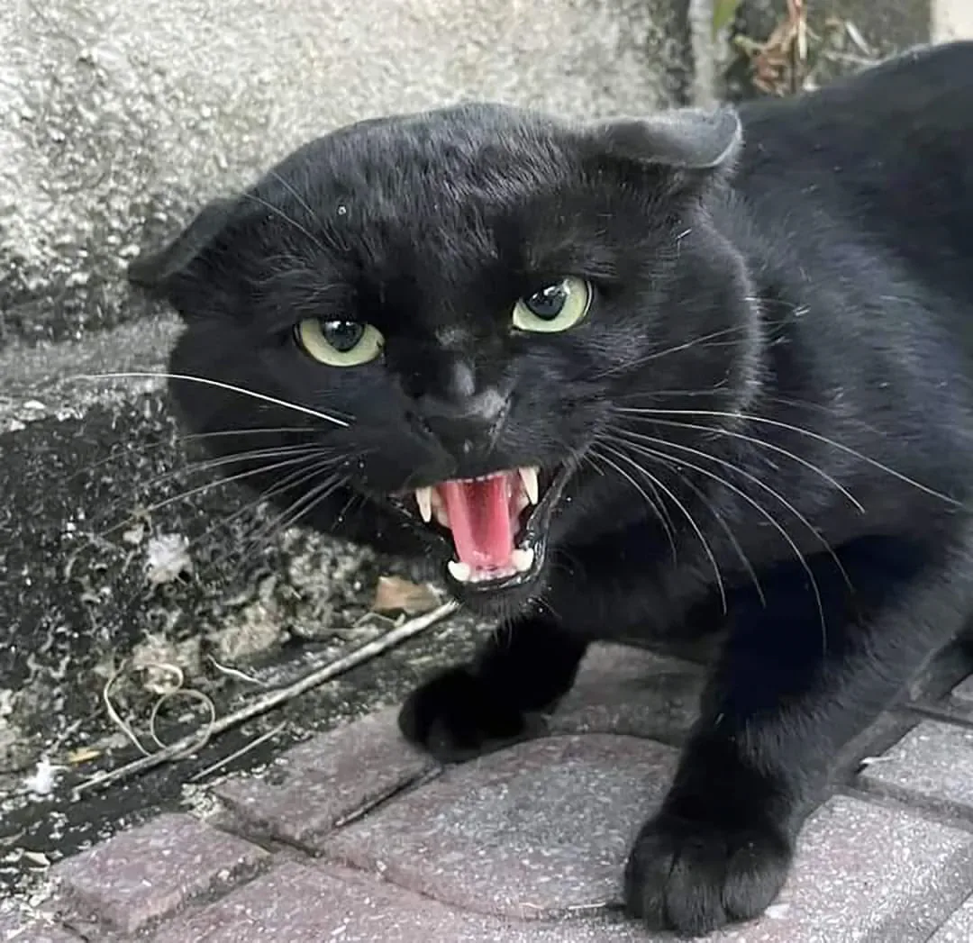 싸가지 없는 고양이 함락시키기.jpg