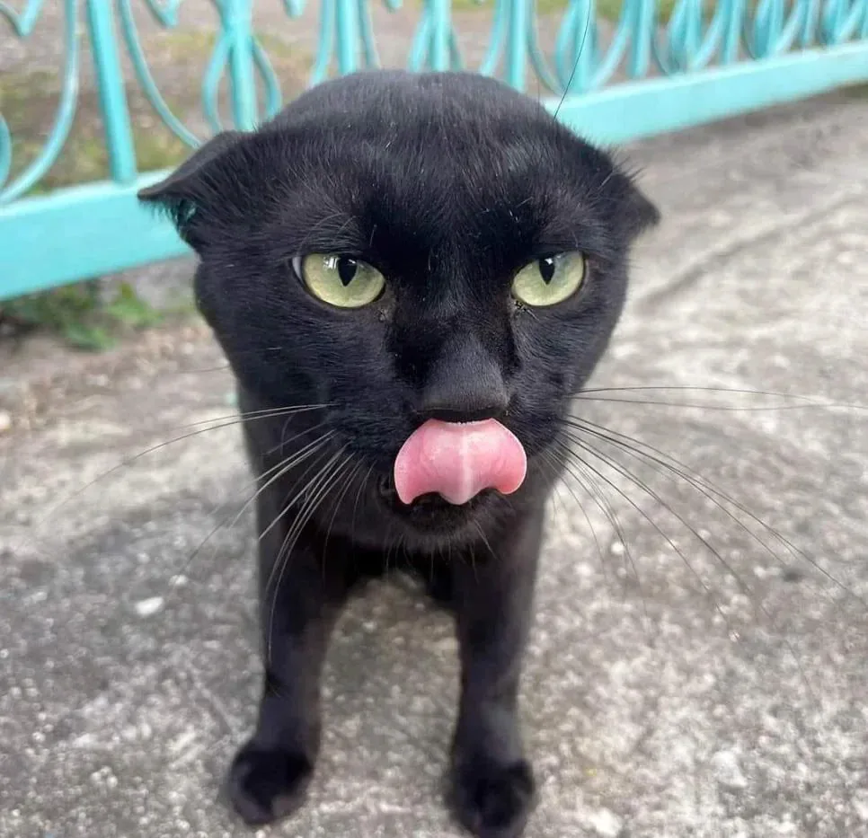 싸가지 없는 고양이 함락시키기.jpg