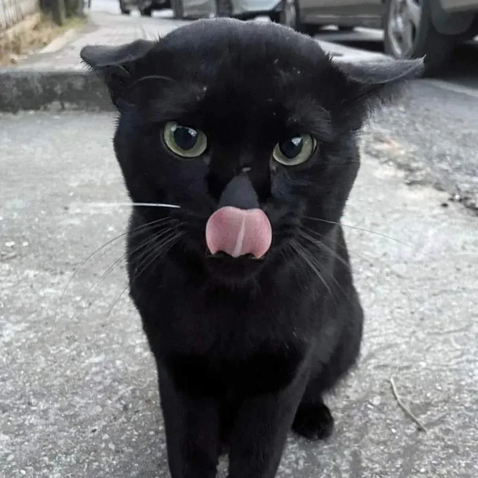 싸가지 없는 고양이 함락시키기.jpg