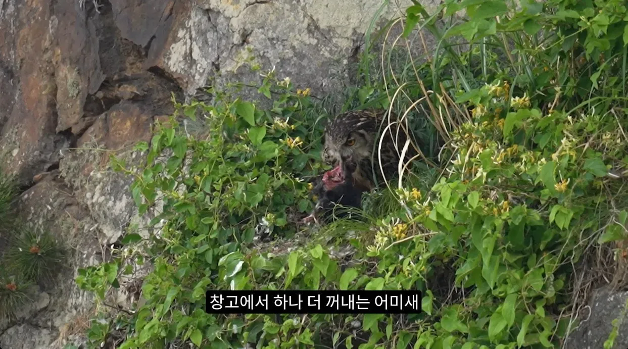 최근 수리부엉이가 먹이로 잡고 있다는 동물