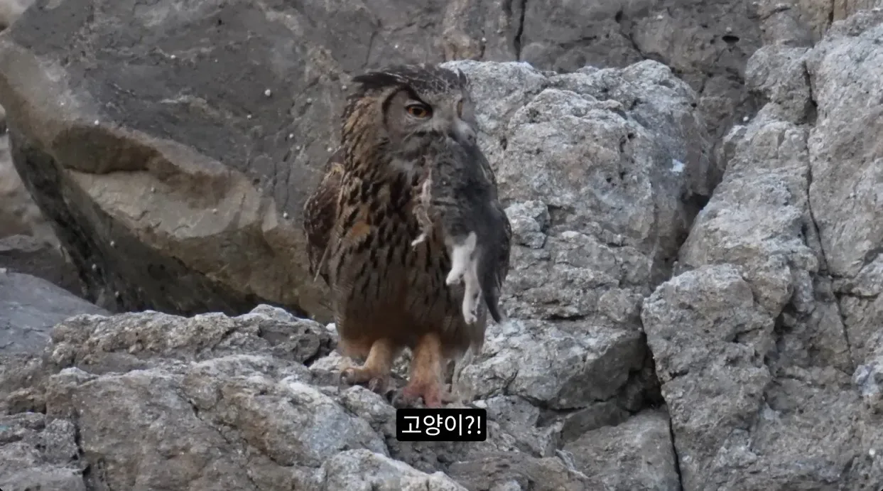 최근 수리부엉이가 먹이로 잡고 있다는 동물