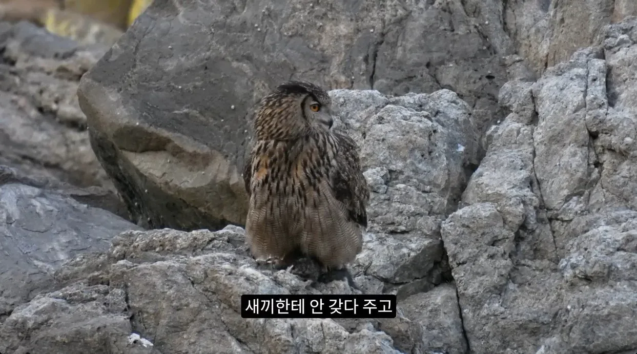 최근 수리부엉이가 먹이로 잡고 있다는 동물