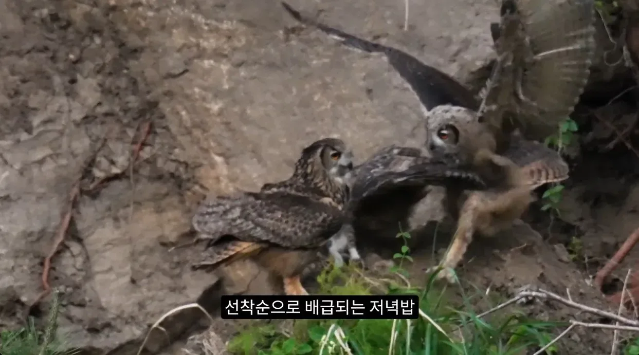 최근 수리부엉이가 먹이로 잡고 있다는 동물