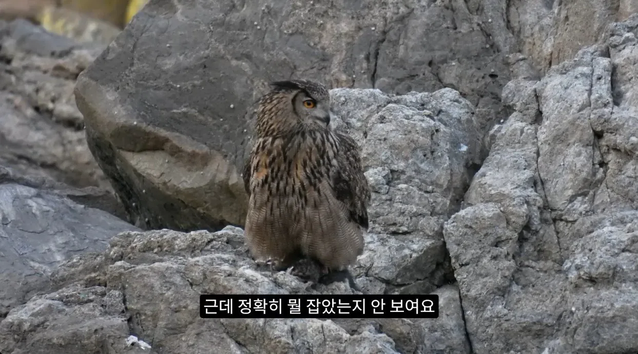최근 수리부엉이가 먹이로 잡고 있다는 동물