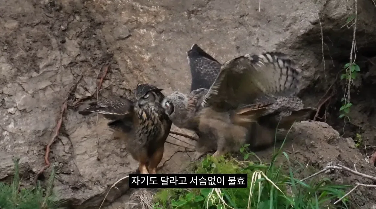 최근 수리부엉이가 먹이로 잡고 있다는 동물