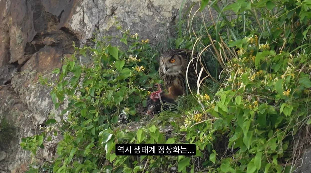 최근 수리부엉이가 먹이로 잡고 있다는 동물