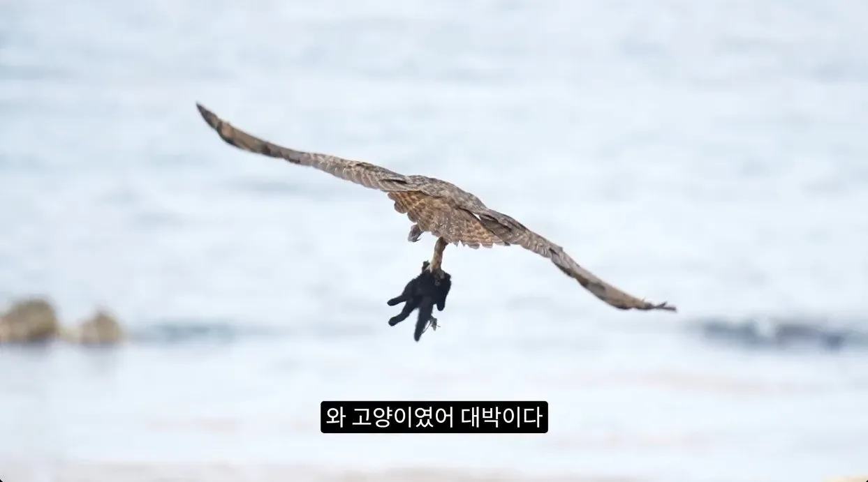 최근 수리부엉이가 먹이로 잡고 있다는 동물