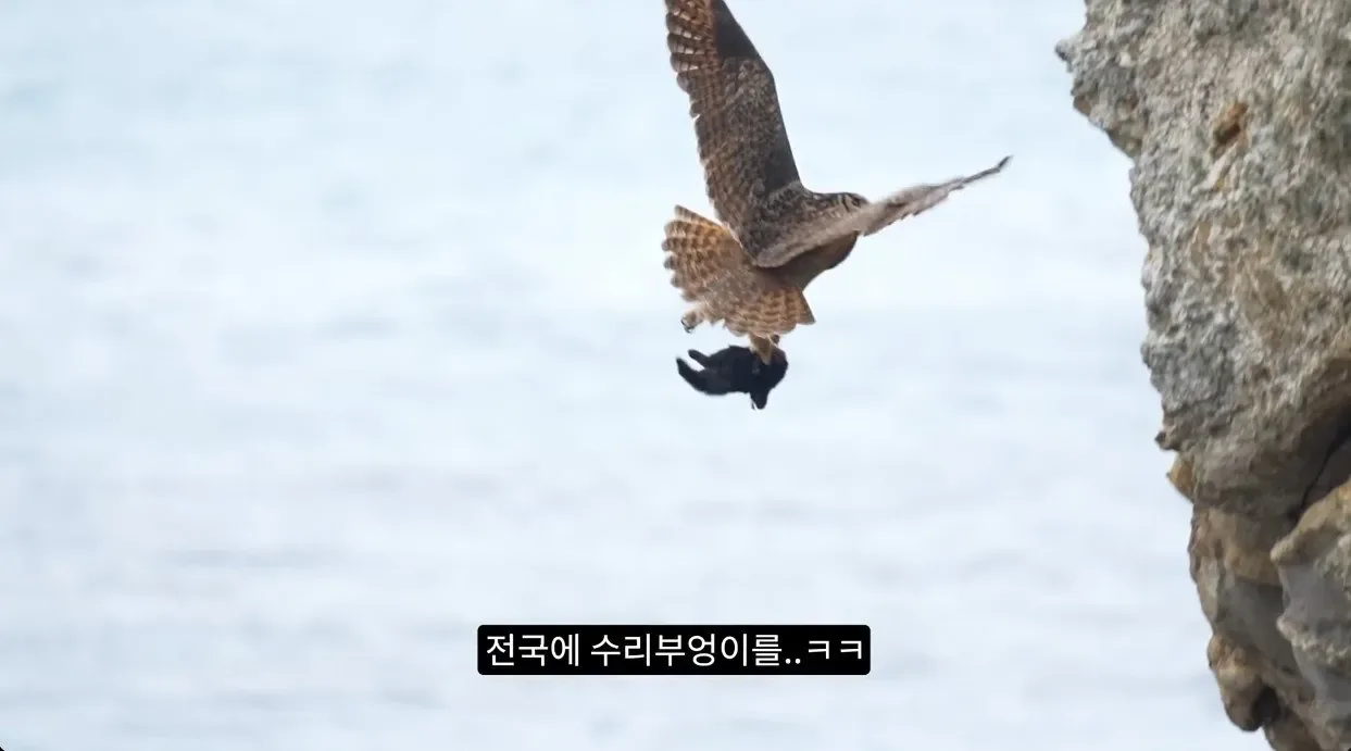 최근 수리부엉이가 먹이로 잡고 있다는 동물