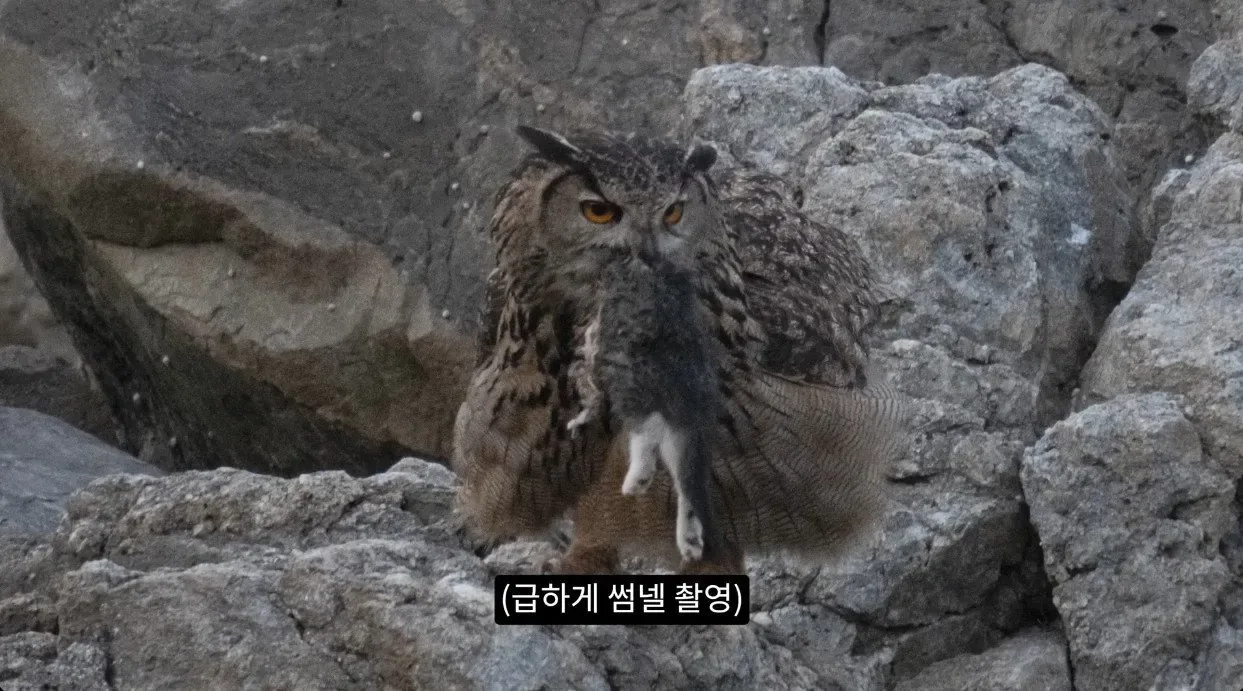 최근 수리부엉이가 먹이로 잡고 있다는 동물