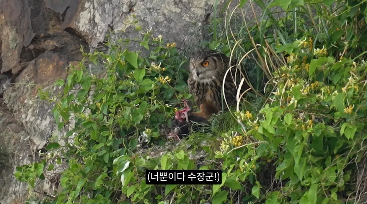 최근 수리부엉이가 먹이로 잡고 있다는 동물