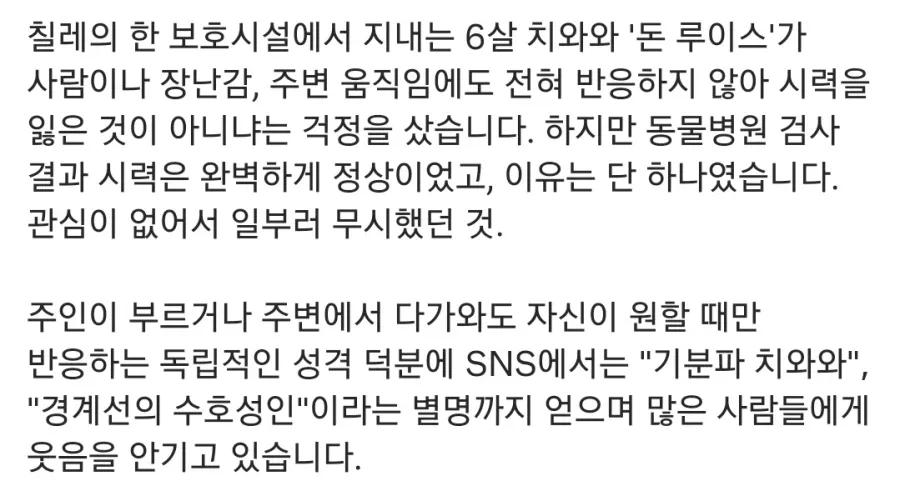 실명인 줄 알고 병원 데려간 치와와