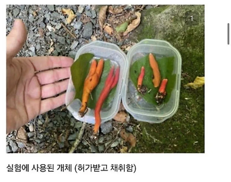 붉은사슴뿔버섯을 본인 몸에 실험한 일본인