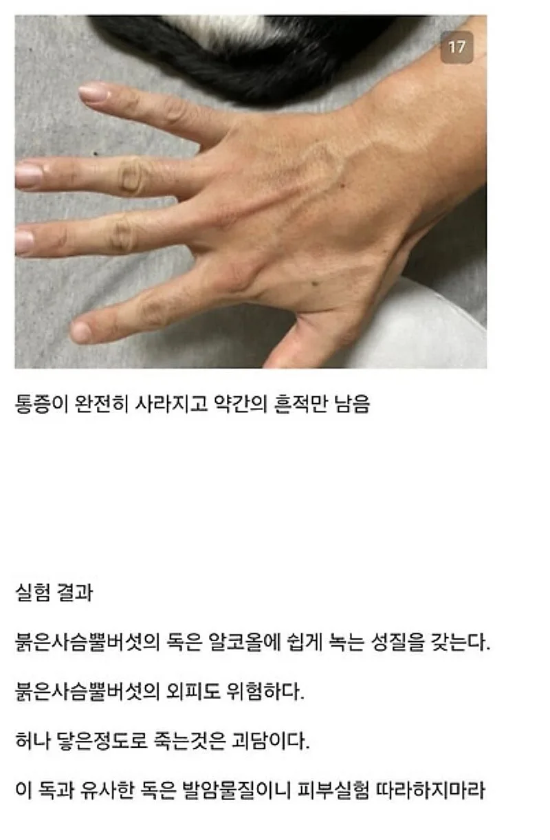 붉은사슴뿔버섯을 본인 몸에 실험한 일본인