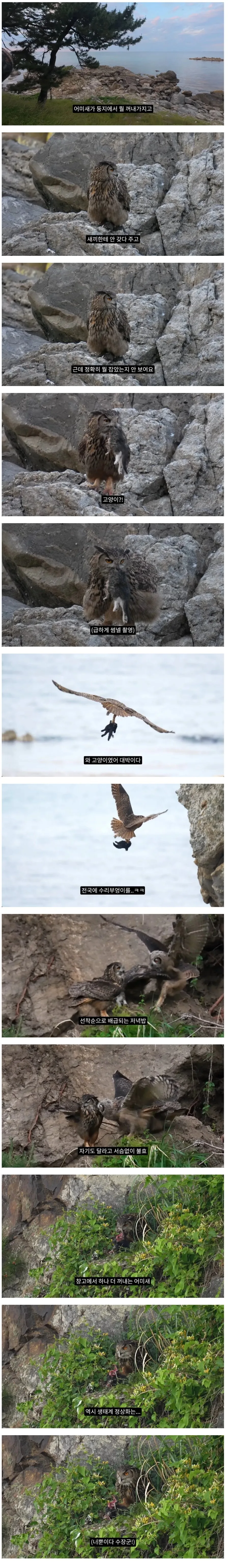 고양이 낚아채가는 수리부엉이… 캣맘 발작하는 이유