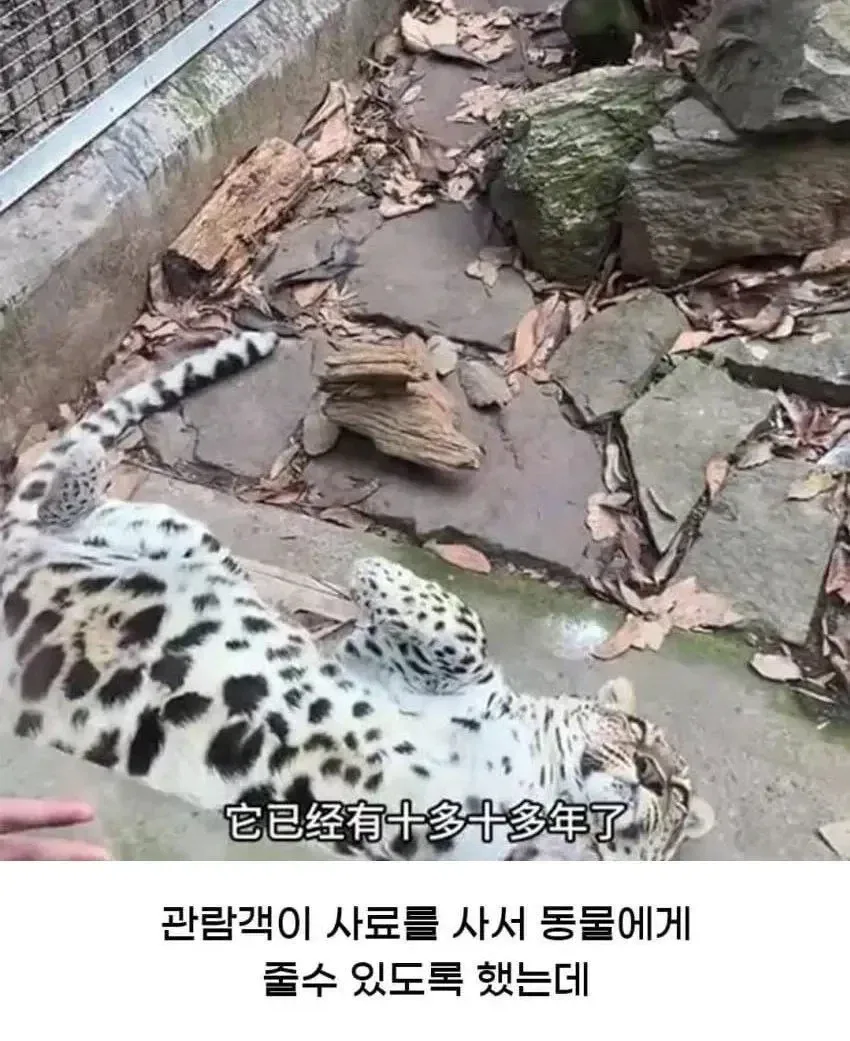 황당한 중국 동물원 대참사