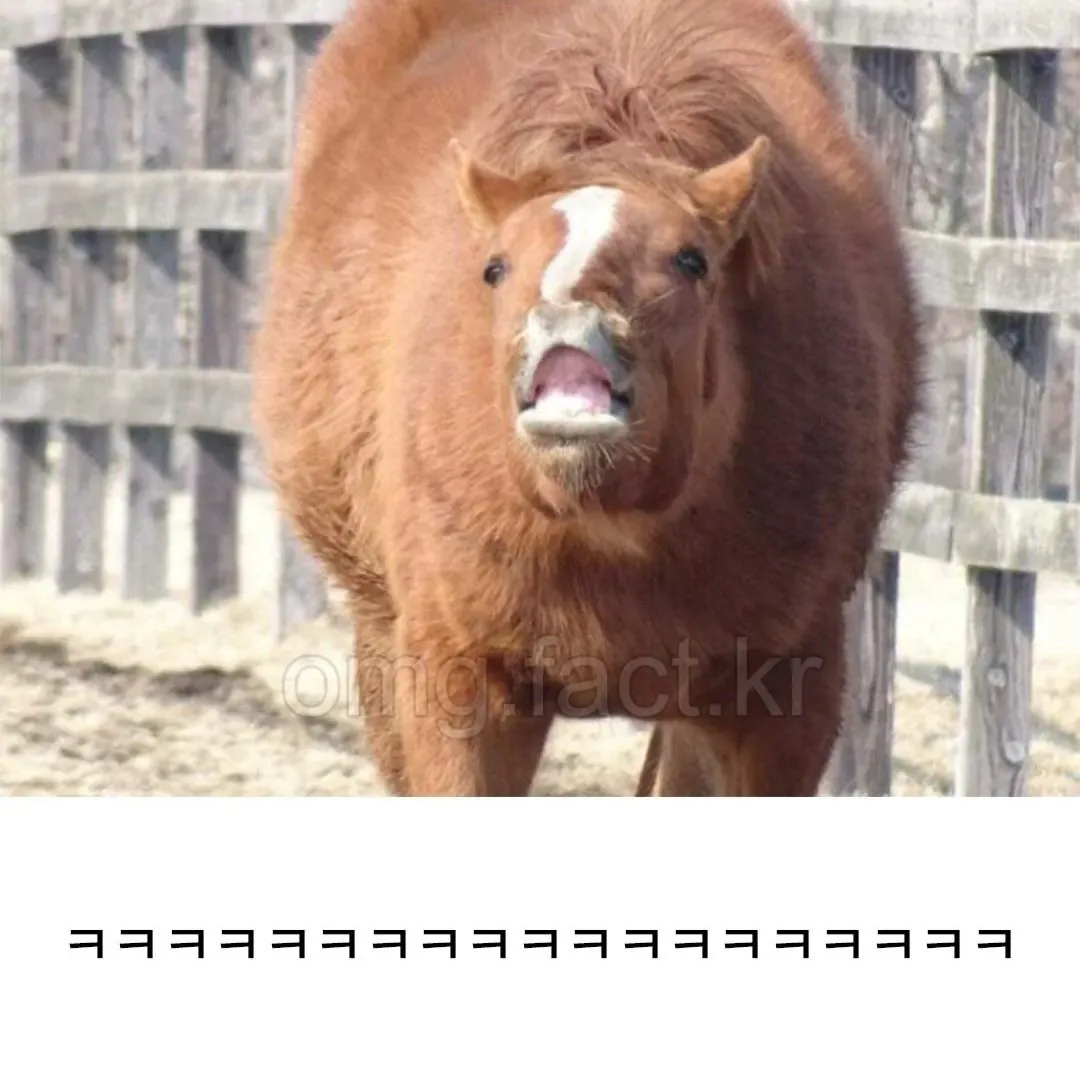말의 앞모습을 잘 안 그리는 이유