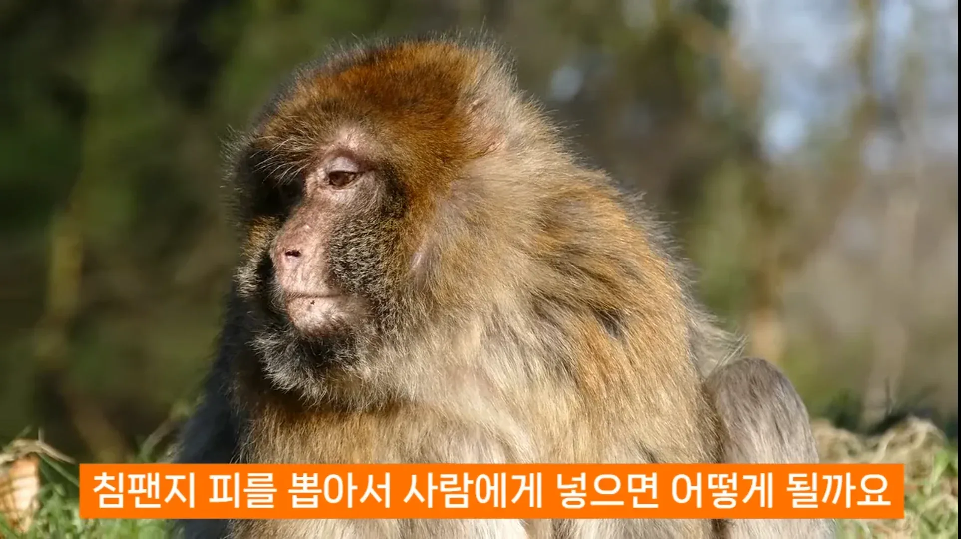 진화론을 믿지 않는 박진영