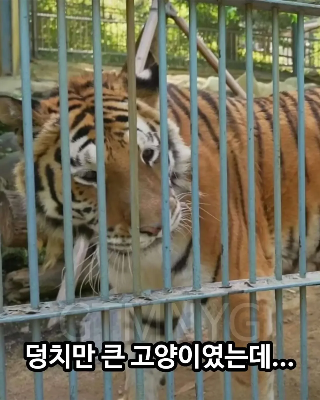 사람 좋아하던 청주동물원 호랑이 이호.jpg