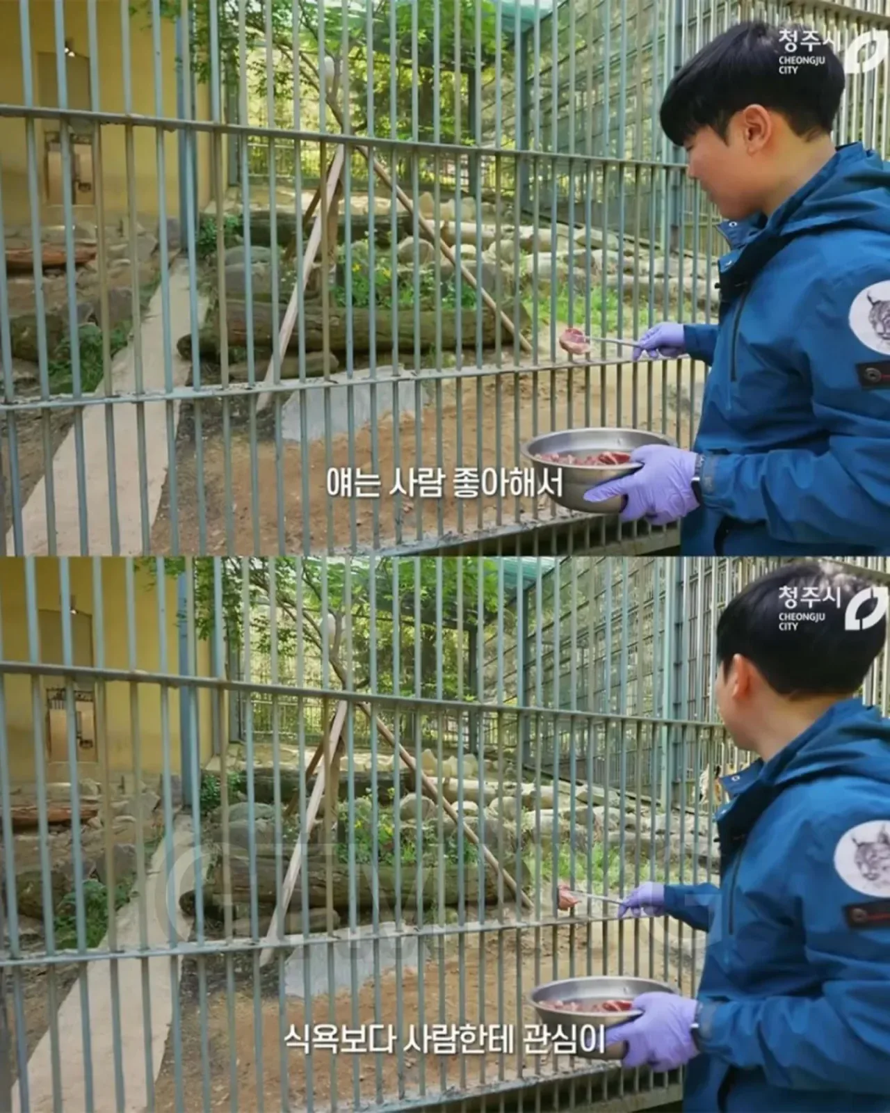 사람 좋아하던 청주동물원 호랑이 이호.jpg
