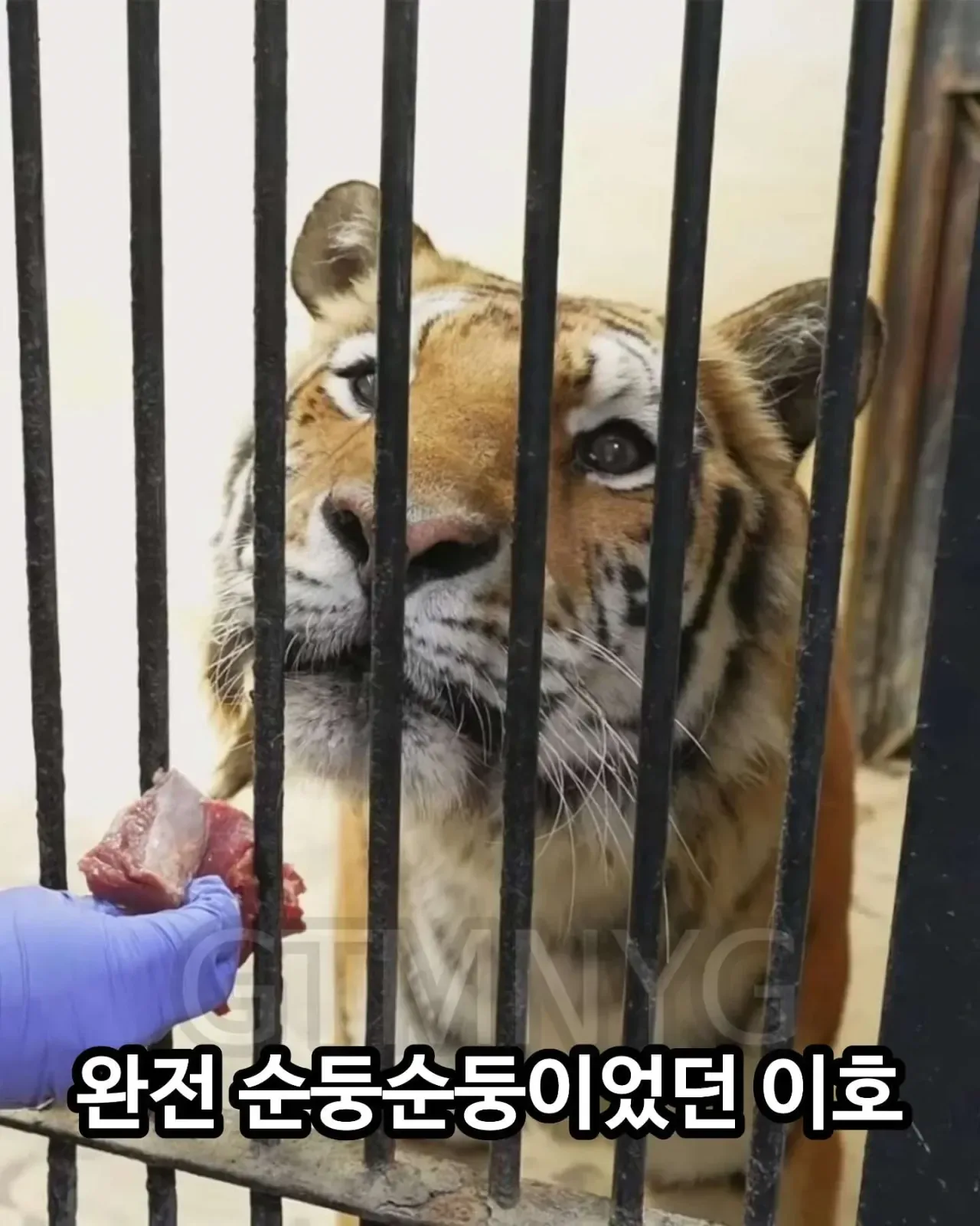 사람 좋아하던 청주동물원 호랑이 이호.jpg